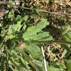 Brachyscome spathulata at Cotter River, ACT - 13 Dec 2021