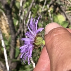 Brachyscome spathulata at Cotter River, ACT - 13 Dec 2021