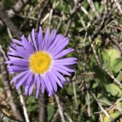 Brachyscome spathulata at Cotter River, ACT - 13 Dec 2021