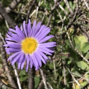 Brachyscome spathulata at Cotter River, ACT - 13 Dec 2021