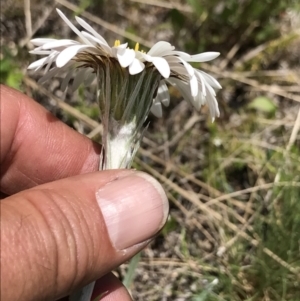 Celmisia tomentella at Cotter River, ACT - 13 Dec 2021