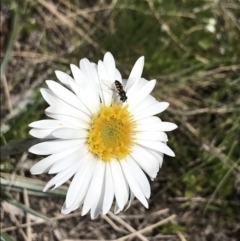 Celmisia tomentella at Cotter River, ACT - 13 Dec 2021 02:10 PM