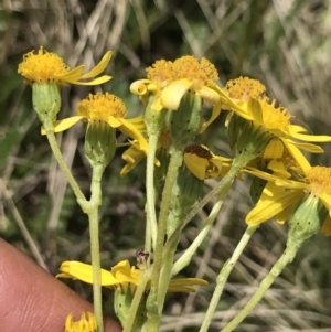 Senecio pinnatifolius var. alpinus at Cotter River, ACT - 13 Dec 2021 02:12 PM