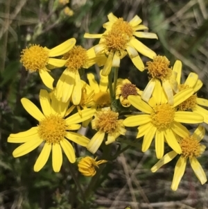 Senecio pinnatifolius var. alpinus at Cotter River, ACT - 13 Dec 2021 02:12 PM