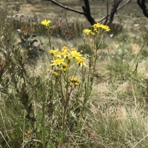 Senecio pinnatifolius var. alpinus at Cotter River, ACT - 13 Dec 2021 02:12 PM