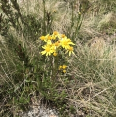 Senecio pinnatifolius var. alpinus at Cotter River, ACT - 13 Dec 2021 02:12 PM