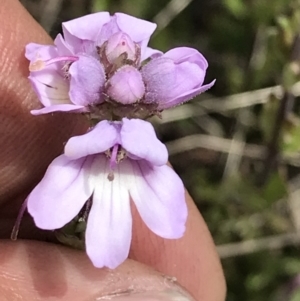 Euphrasia collina at Cotter River, ACT - 13 Dec 2021