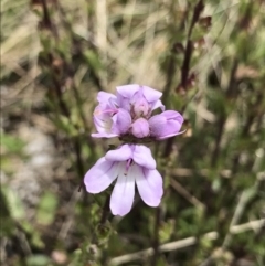 Euphrasia collina at Cotter River, ACT - 13 Dec 2021