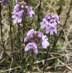 Euphrasia collina at Cotter River, ACT - 13 Dec 2021 02:14 PM