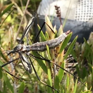 Tipulidae sp. (family) at Cotter River, ACT - 13 Dec 2021