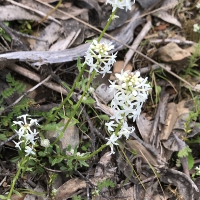 Stackhousia monogyna (Creamy Candles) at Cotter River, ACT - 13 Dec 2021 by BrianH