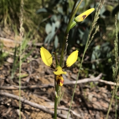 Diuris sulphurea (Tiger Orchid) at Cotter River, ACT - 13 Dec 2021 by BrianH