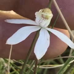 Caladenia moschata (Musky Caps) at Cotter River, ACT - 13 Dec 2021 by BrianH