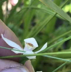 Caladenia alpina (Mountain Caps) at Cotter River, ACT - 12 Dec 2021 by BrianH