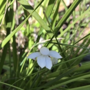 Caladenia alpina at Cotter River, ACT - suppressed