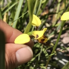 Diuris sulphurea (Tiger Orchid) at Cotter River, ACT - 12 Dec 2021 by BrianH