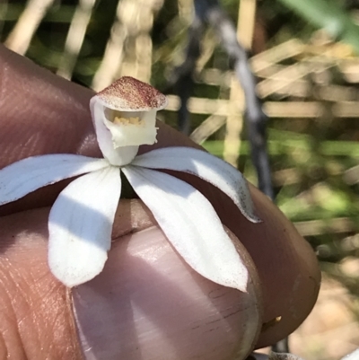 Caladenia moschata (Musky Caps) at Cotter River, ACT - 13 Dec 2021 by BrianH