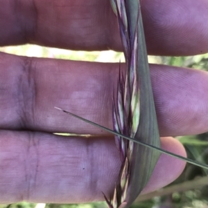 Rytidosperma pallidum at Namadgi National Park - 13 Dec 2021