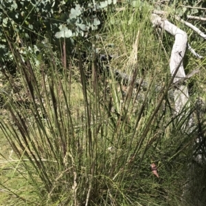 Rytidosperma pallidum at Namadgi National Park - 13 Dec 2021