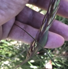 Rytidosperma pallidum at Namadgi National Park - 13 Dec 2021