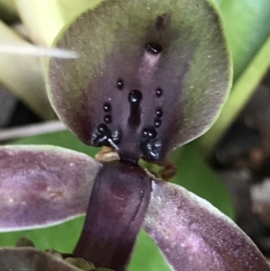 Chiloglottis valida at Cotter River, ACT - 13 Dec 2021