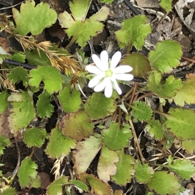 Stellaria pungens (Prickly Starwort) at Cotter River, ACT - 13 Dec 2021 by BrianH