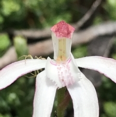 Caladenia moschata (Musky Caps) at Cotter River, ACT - 13 Dec 2021 by BrianH