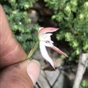 Caladenia moschata at Cotter River, ACT - suppressed