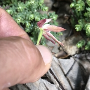 Caladenia moschata at Cotter River, ACT - suppressed