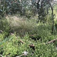 Caladenia moschata at Cotter River, ACT - suppressed