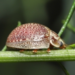 Paropsisterna decolorata (A Eucalyptus leaf beetle) at ANBG - 12 Dec 2021 by TimL