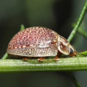 Paropsisterna decolorata at Acton, ACT - 12 Dec 2021