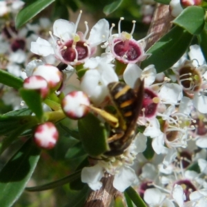 Lasioglossum (Chilalictus) bicingulatum at Boro, NSW - suppressed