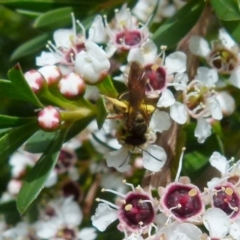 Lasioglossum (Chilalictus) bicingulatum at Boro, NSW - suppressed