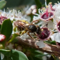 Lasioglossum (Chilalictus) bicingulatum at Boro, NSW - 14 Dec 2021