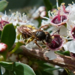 Lasioglossum (Chilalictus) bicingulatum at Boro, NSW - suppressed