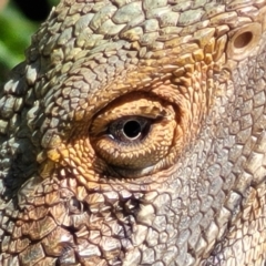 Pogona barbata at O'Connor, ACT - suppressed