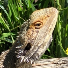 Pogona barbata at O'Connor, ACT - suppressed
