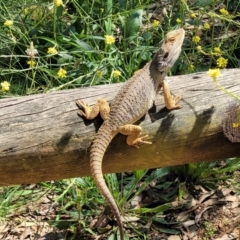 Pogona barbata at O'Connor, ACT - suppressed