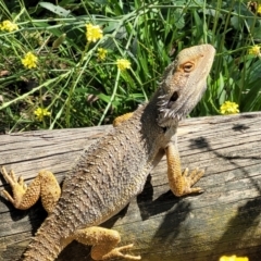 Pogona barbata at O'Connor, ACT - suppressed