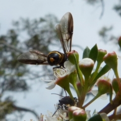 Pterygophorus cinctus at Boro, NSW - 14 Dec 2021