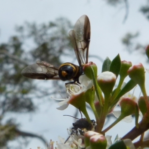 Pterygophorus cinctus at Boro, NSW - 14 Dec 2021