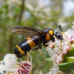 Pterygophorus cinctus at Boro, NSW - 14 Dec 2021