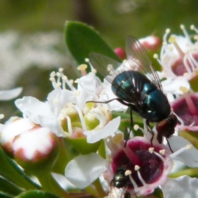 Chrysomya sp. (genus) (A green/blue blowfly) at Boro - 14 Dec 2021 by Paul4K