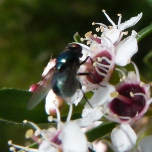 Chrysomya sp. (genus) at Boro, NSW - 14 Dec 2021