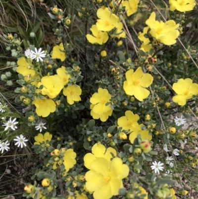 Hibbertia obtusifolia (Grey Guinea-flower) at Rendezvous Creek, ACT - 5 Dec 2021 by BrianH