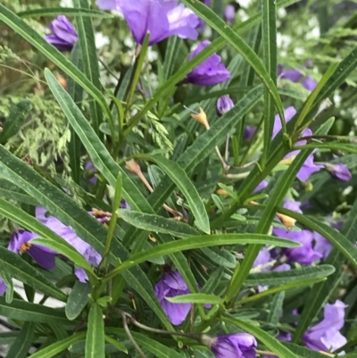 Solanum linearifolium (Kangaroo Apple) at Rendezvous Creek, ACT - 5 Dec 2021 by BrianH