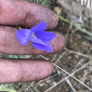 Wahlenbergia sp. at Rendezvous Creek, ACT - 5 Dec 2021 03:30 PM