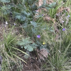 Wahlenbergia sp. at Rendezvous Creek, ACT - 5 Dec 2021 03:30 PM