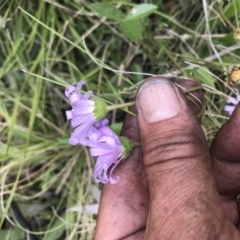 Calotis scabiosifolia var. integrifolia (Rough Burr-daisy) at Rendezvous Creek, ACT - 5 Dec 2021 by BrianH